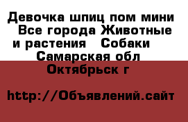 Девочка шпиц пом мини - Все города Животные и растения » Собаки   . Самарская обл.,Октябрьск г.